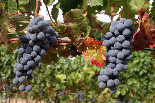 Photo: ripe wine grapes ripe wine grapes