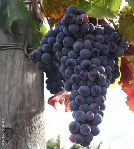 Photo: ripe wine grapes ripe wine grapes