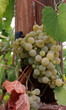 spanish grape cluster