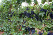row of grapes