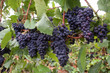 wine grape clusters