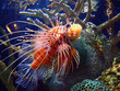 zebra lionfish zebra lionfish
