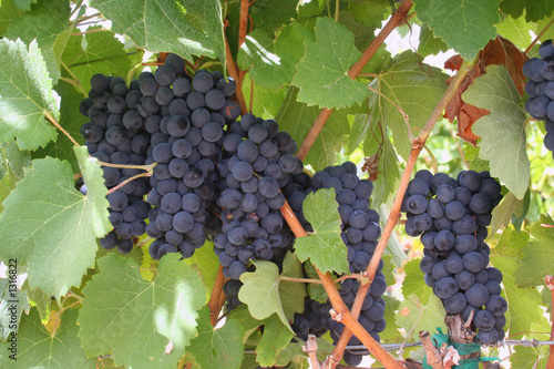 Photo: ripening wine grapes ripening wine grapes