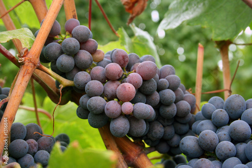 Photo: ripening grape clusters ripening grape clusters