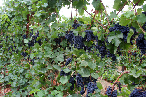 Photo: row of grapes row of grapes