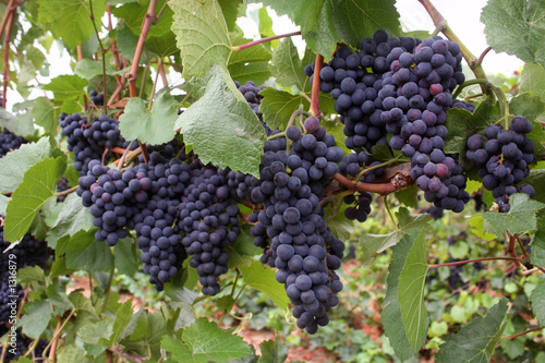 Photo: wine grape clusters wine grape clusters