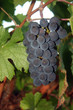 ripening grapes