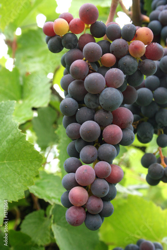 Photo: ripening grape clusters ripening grape clusters