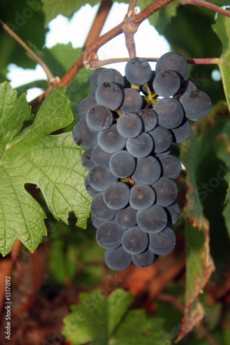 Photo: ripening grapes ripening grapes