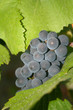 ripening grapes