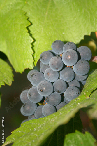 Photo: ripening grapes ripening grapes