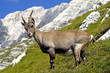 steinbock steinbock