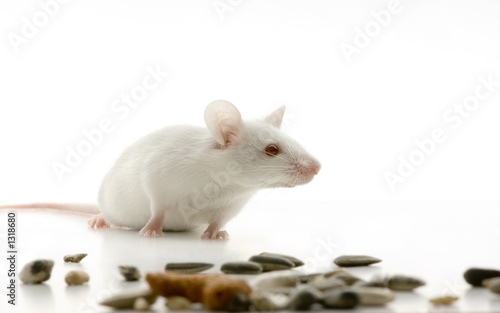 souris blanche souris blanche