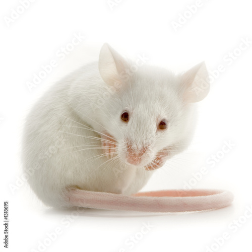 souris blanche