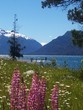 lago traful