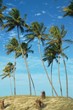 kokospalmen