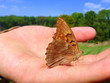 holding a butterfly holding a butterfly