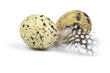 eggs and feather eggs and feather