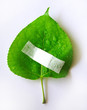 heal the world - environment protection