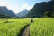 riziere et montagnes, laos