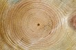 tree rings