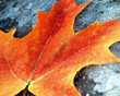 maple leaf