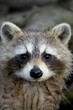 raccoon staring raccoon staring