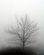tree in the fog