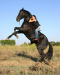 cheval cabré 2