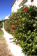 flowers in streets santa pola