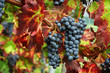black grapes
