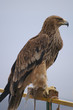 bird, an eagle