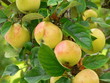 pommes