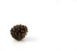 pine cone