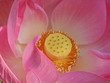 centert of pink lotus bloom