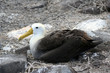albatros des galapagos au nid