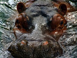 hippo series - emerging from the depths hippo series - emerging from the depths