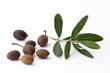olive à huile
