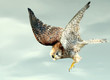 falke im sturzflug