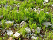 rock herbs 1