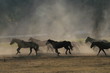 to the stable to the stable