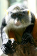 curious monkey curious monkey