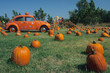 pumpkins and a volkswagen