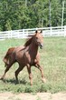 running stallion