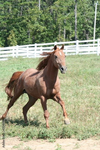 Photo: running stallion running stallion