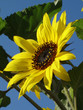 sonnenblumen