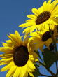 sonnenblumen