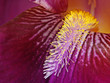 abstract iris macro