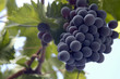 uvas-1128 uvas-1128