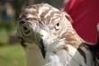 hawk 3